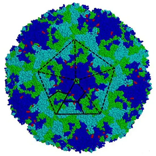echovirus antibody test
